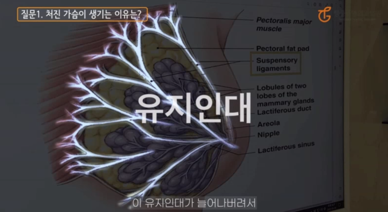 출산후 가슴성형, 모유수유로 처진 모양이 고민이신가요? 사진 2